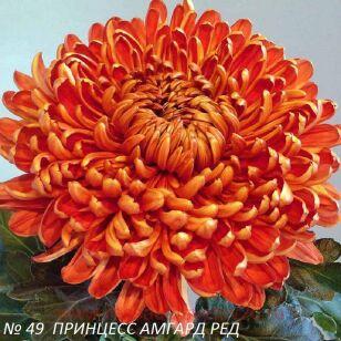 Хризантема Princess Armgard Red 8г