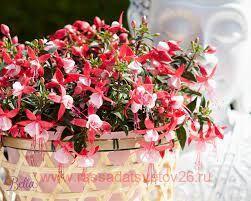 Фуксия Bella fuchsia® Evita 156