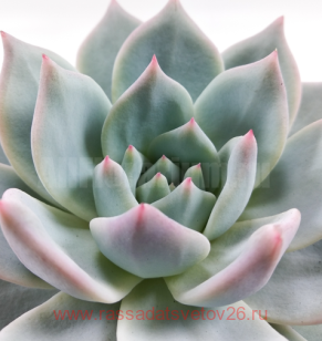  Echeveria Blue Bird 1