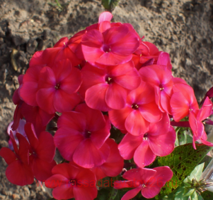 Флокс метельчатый phlox famous cerise 80