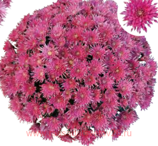 ���������� Nori 9