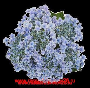 Гортензия крупнолистная Floria Blue 81