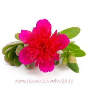 Портулак Duna Double Purple 5