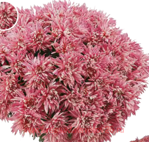 ���������� Pantin rose 11