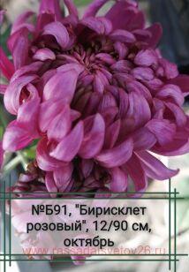 Хризантема Берисклет 77к