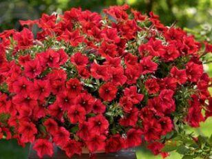 Петуния Surfinia Table Dark Red 113