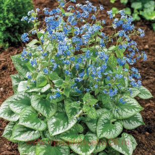 Бруннера Emerald Mist 1