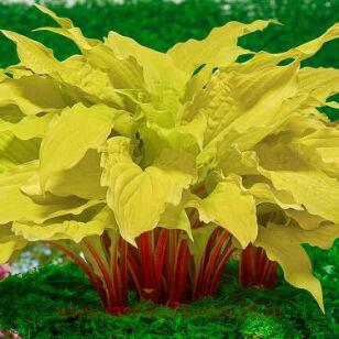 Хоста Lipstick Blonde 54