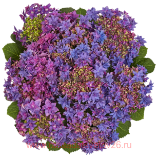 Гортензия крупнолистная Francy Blue 87