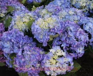 Гортензия крупнолистная Fripon Blue 139