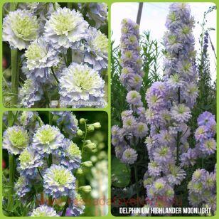 Дельфиниум Highlander Moonlight 7