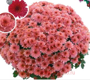 ���������� Sharade saumon 12