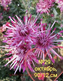 Хризантема Игла Биколор 70к