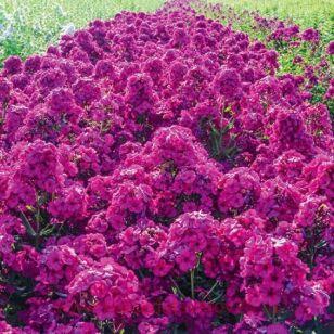 Флокс метельчатый Raving Beauty 78