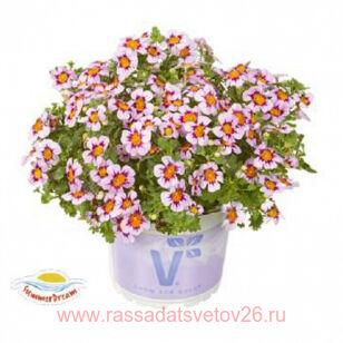 ДЖЕЙМСБРИТЕНИЯ SUMMERDREAM LAVENDER EYE 1
