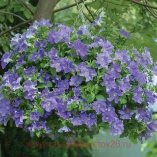 ������� Fanfare Sky Blue 91