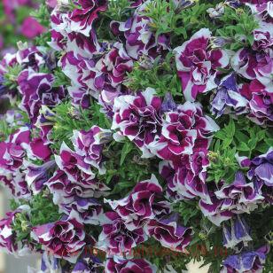 Петуния Tumbelina Damson Ripple 90