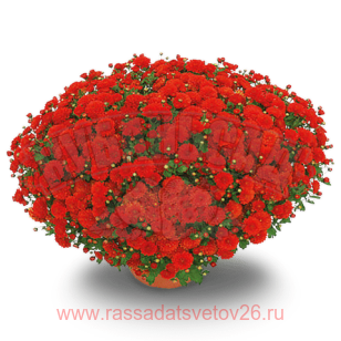 Хризантема мультифлора Precocita Rouge Velours 30