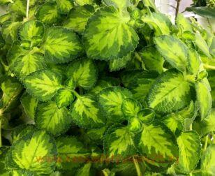 Плектрантус Golden Ruffles 3
