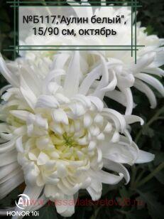 Хризантема Аулин 76к