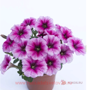 Петуния OVATION PINK VEIN 56