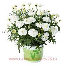 Аргирантемум MADEIRA Double White