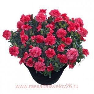Гвоздика Adorable™ Cerise Mel 4
