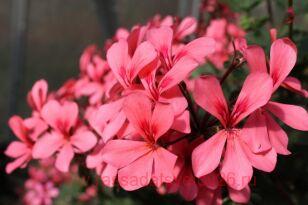  Calliope Cascade Dark Salmon 297