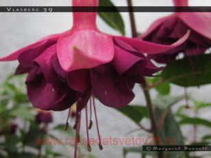 Фуксия Vlasberg 90