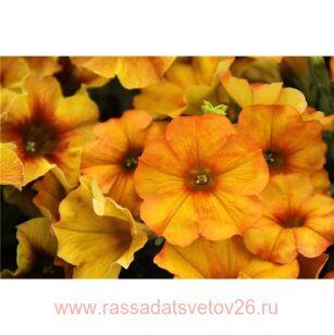 Петуния Fortado Special Mango