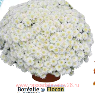 ���������� Borealie Flocon 23