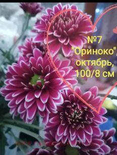 Хризантема Ориноко 60к