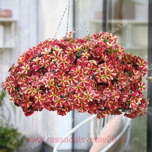 Петуния SMARTUNIA WINDMILL RED 83