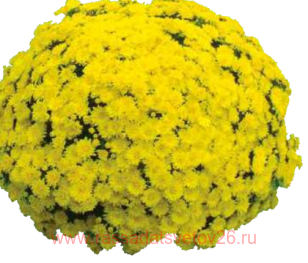 ���������� ����������� September Miami Lemon 24