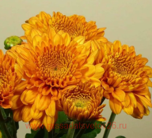 ���������� Littelton Bronze 91