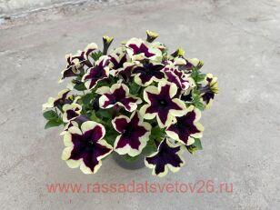 Петуния GO!Tunia® French Kiss 91