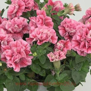 Петуния SweetSunshine Compact Pink Red Veins 171