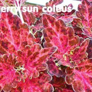 Колеус Cranberry Sun 52