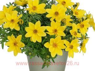 Биденс Eldoro Compact Yellow 16