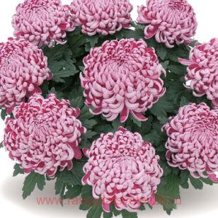 Хризантема горшечная Cosmo Pink 122