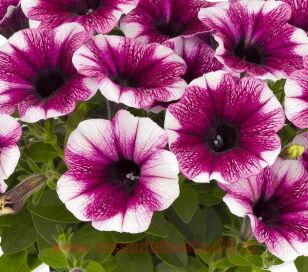 Петуния Sweetunia Purple Touch 9