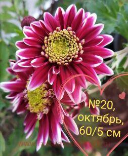 Хризантема Рэйнбоу 85к