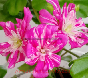 Пеларгония плющелистная Hime Sakura (Принцесса Сакура) 214