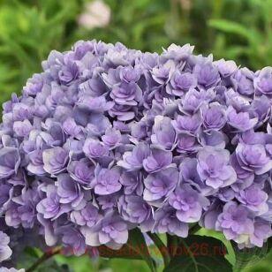 Гортензия крупнолистная You & Me Together Bleu (коллекционная серия) 57