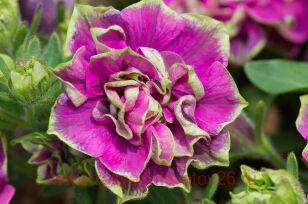 Петуния TUMBELINA Darsey Rosa 94