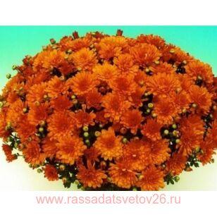 Хризантема мультифлора Bransmart Orange 129