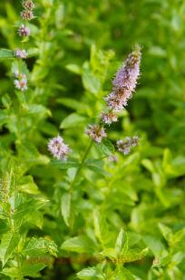 Мята перечная (Mentha piperita) 21