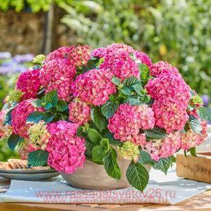 ��������� ������������� Tabletensia Pink (�����������) 138