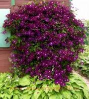 Клематис 'The Heroes of Warsaw'