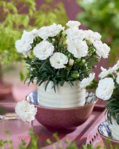 �������� SUNFLOR Avery 97